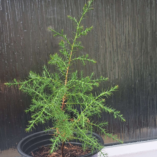 Darjeeling Weeping Cypress