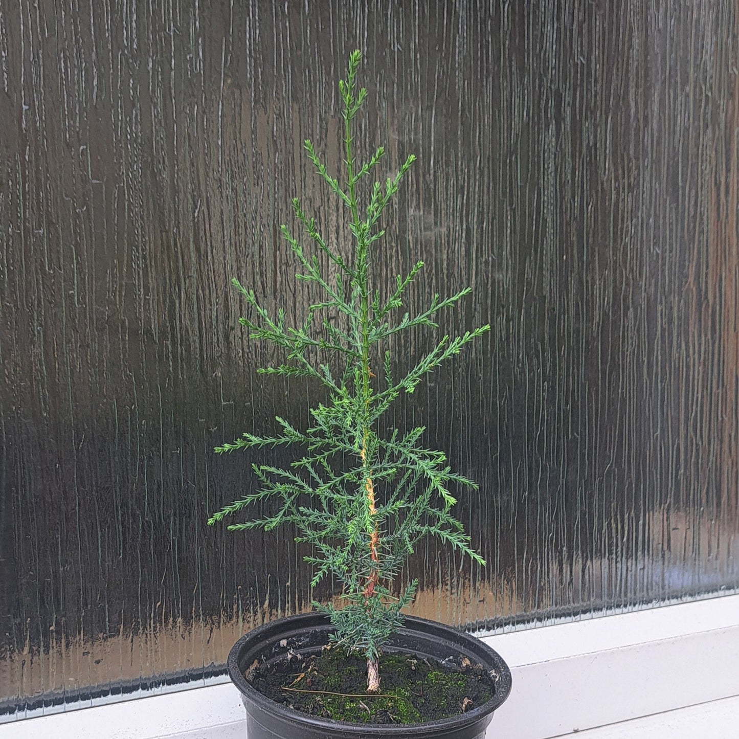 Italian Cypress