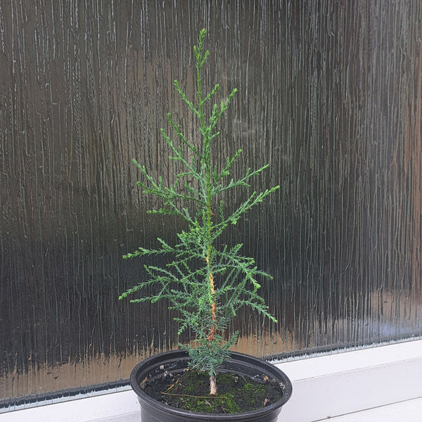 Italian Cypress Tree - Cupressus Sempervirens | Akplants