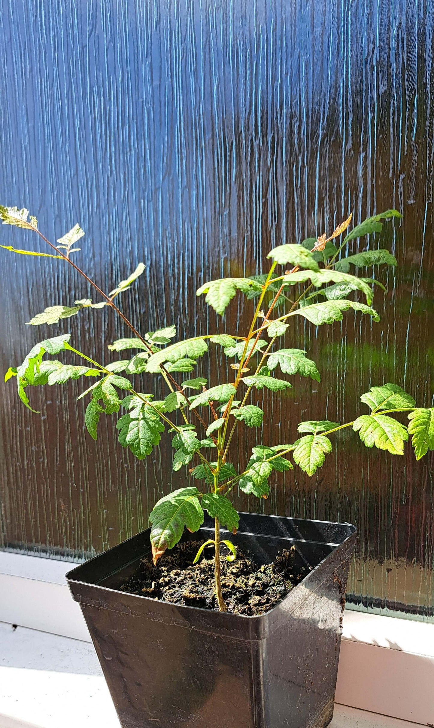 Golden Rain (Koelreuteria paniculata)