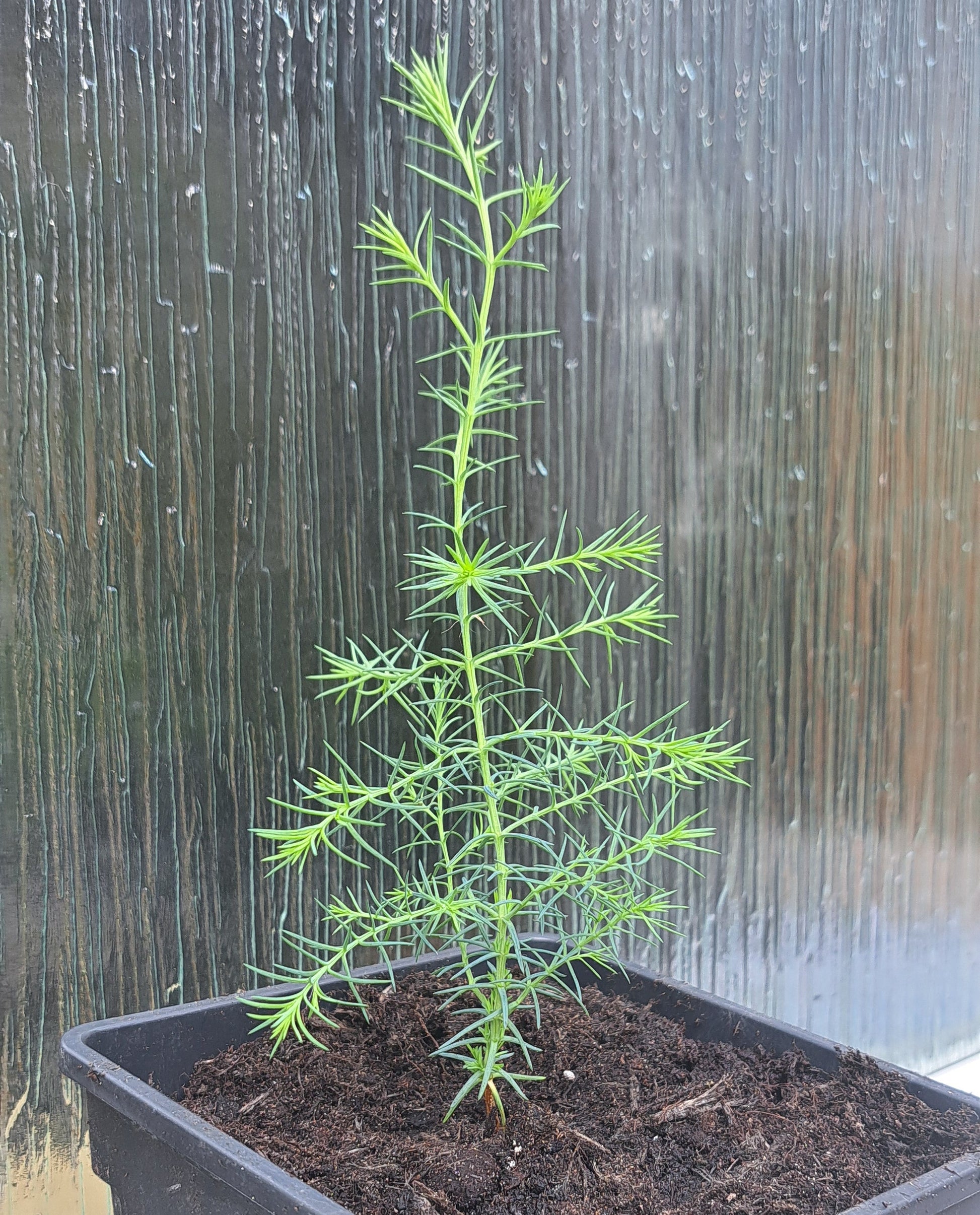 A young Himalayan Cypress seedling