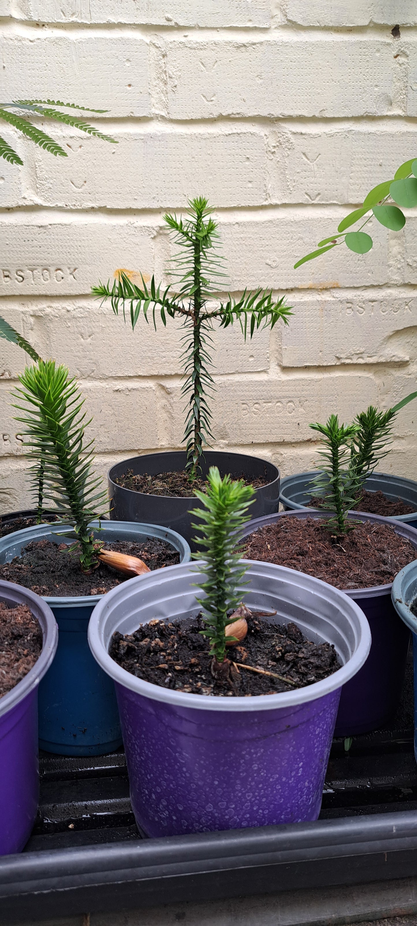 Monkey Puzzle Tree (Araucaria araucana) - Hardy Evergreen Conifer | Akplants