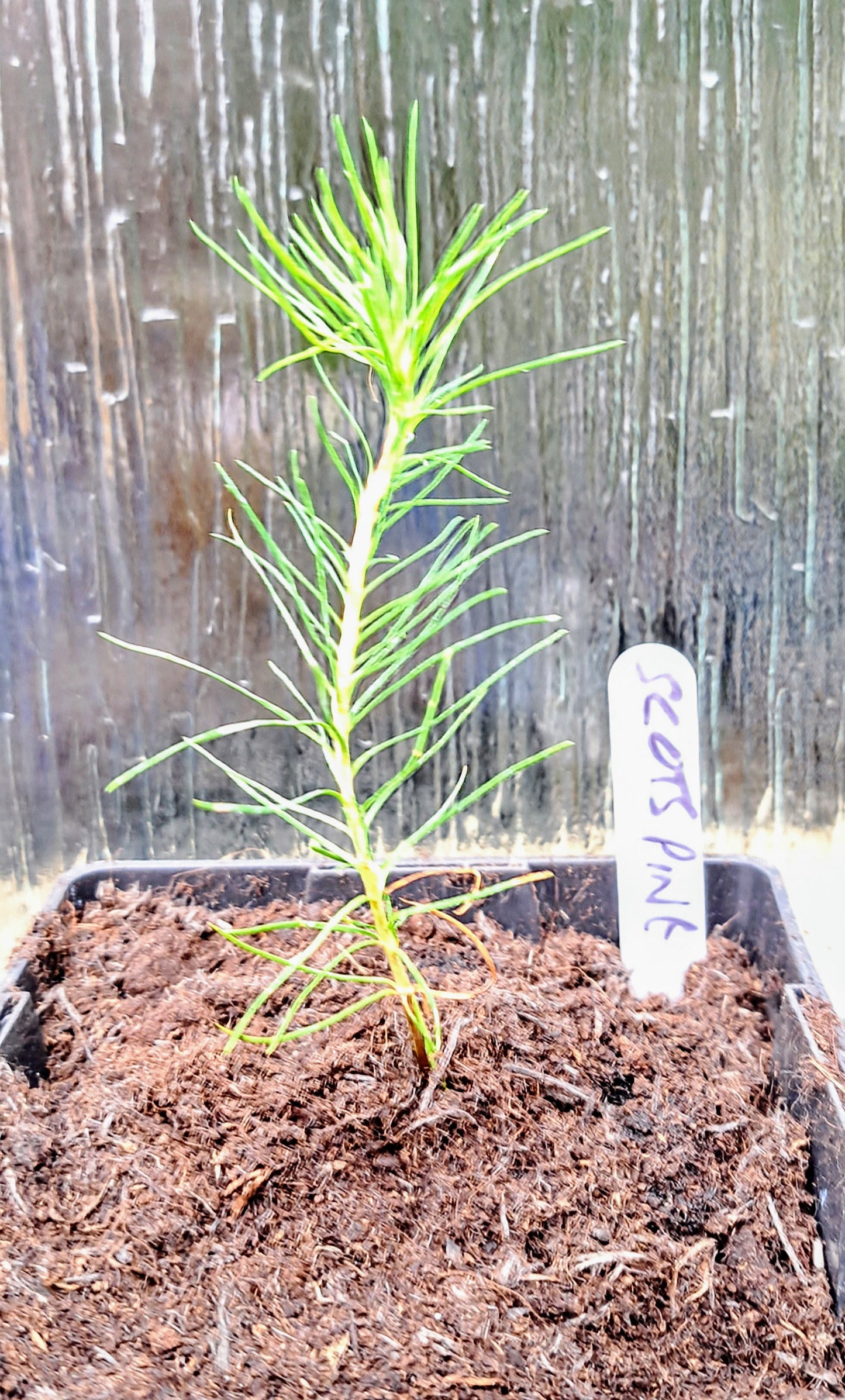 Scotch Pine