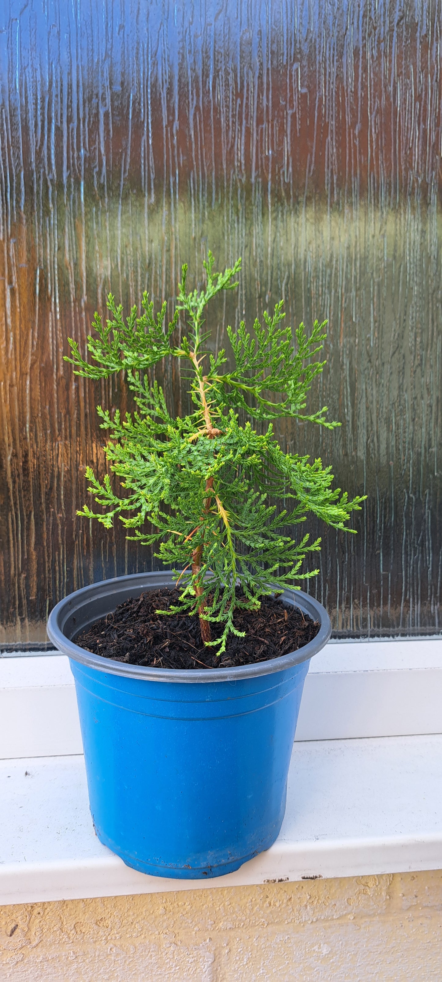 Thuja Oirentalis (Chinese Arborvitae)