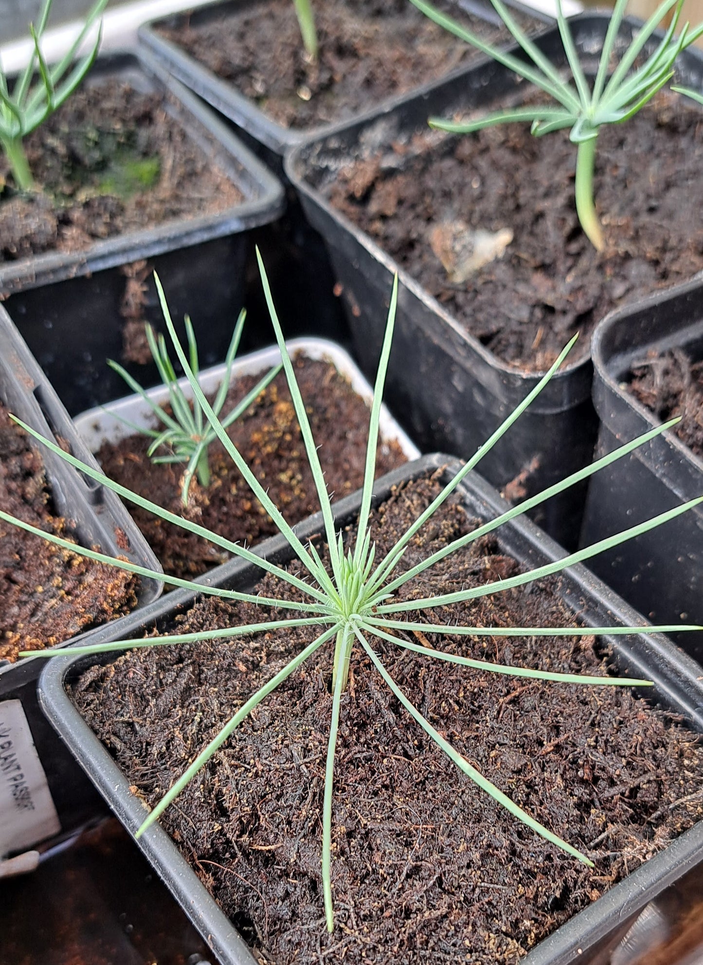 Pinus pinea (Umbrella Pine) or Italian Stone Pine seedling