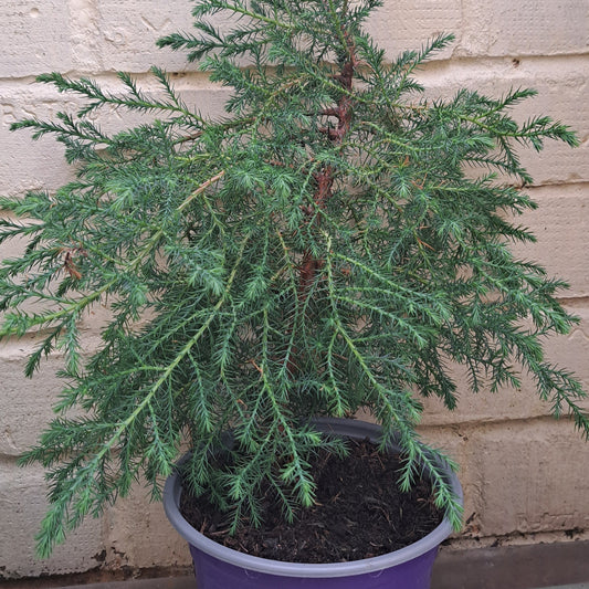 A potted Bhutan Cypress