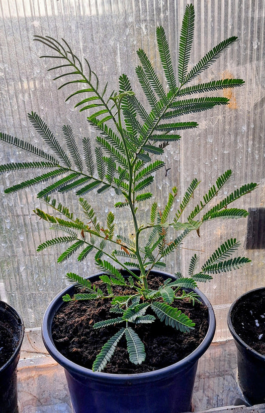 Young Acacia Dealbata in a 5 inch pot