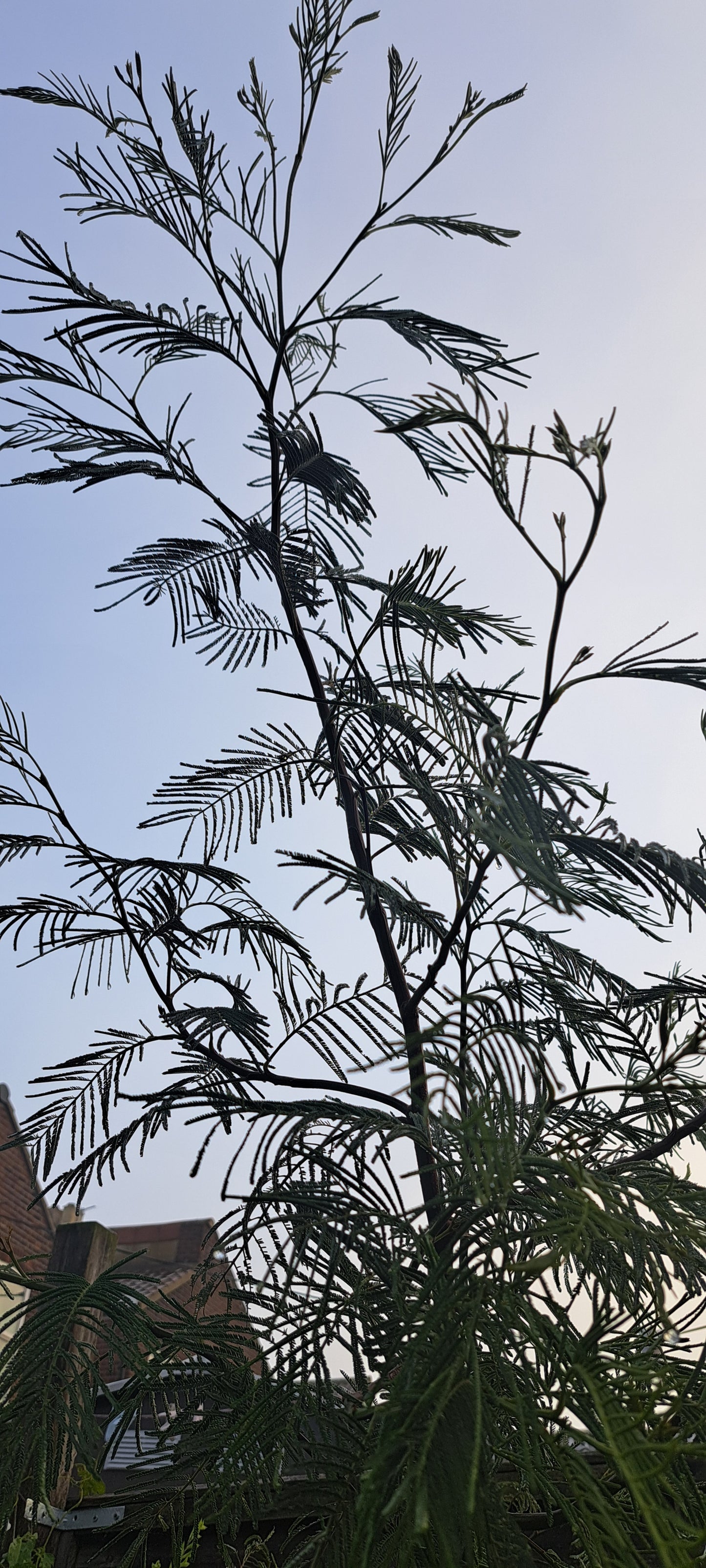 Acacia Dealbata (Silver Wattle) seedling - Hardy Mimosa Tree