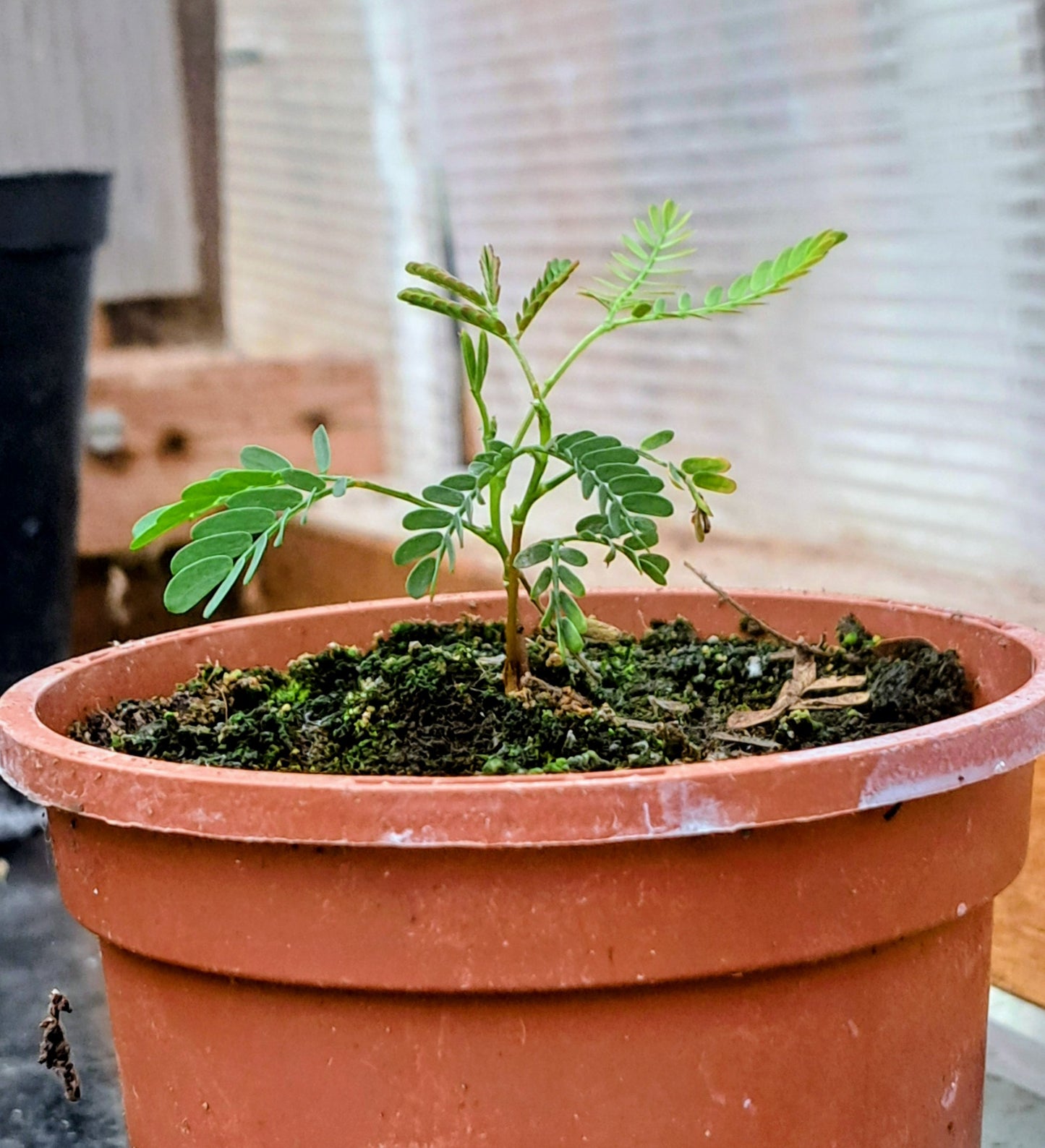Acacia Dealbata (Silver Wattle) seedling - Hardy Mimosa Tree