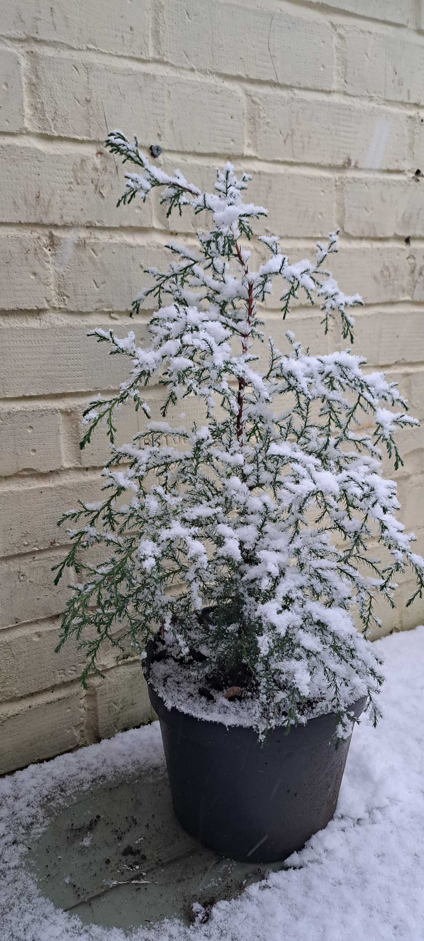 Himalayan Cypress Sapling - Evergreen Conifer Akplants