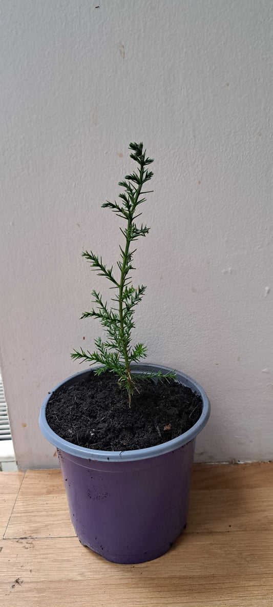 Italian Cypress Tree - Cupressus Sempervirens | Akplants