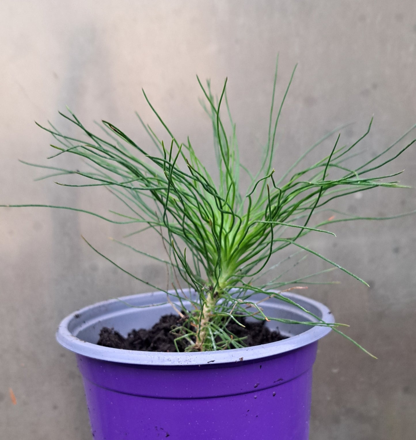 Yunnan Pine (Pinus yunnanensis) | Hardy Conifer Seedling | Akplants