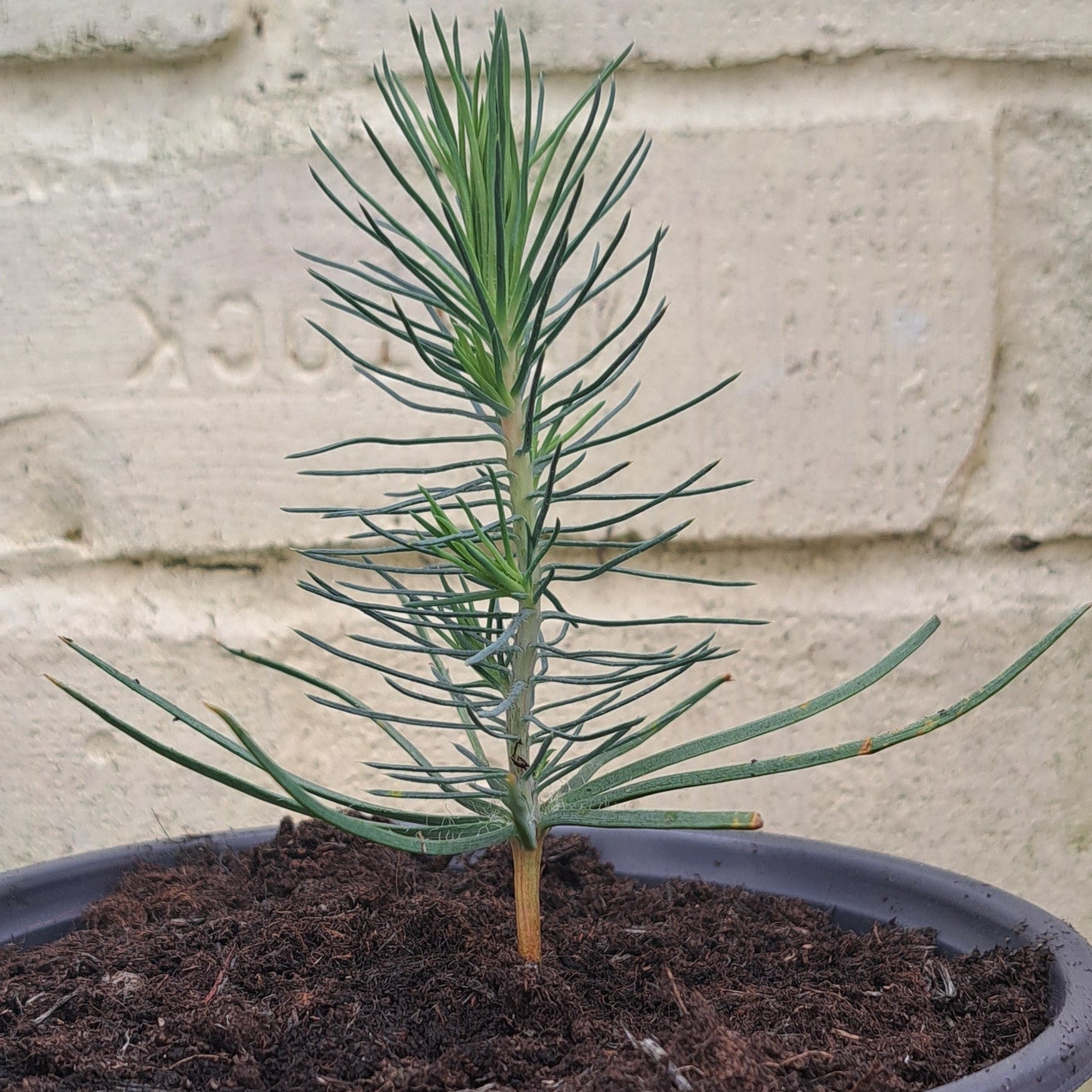 Young Pinus Pinea in a 5 inch pot