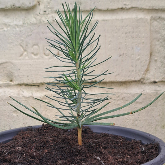 Young Pinus Pinea in a 5 inch pot