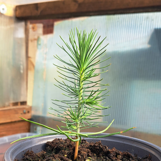 Pine Trio Bundle - 3 Hardy Pine Seedlings| Akplants