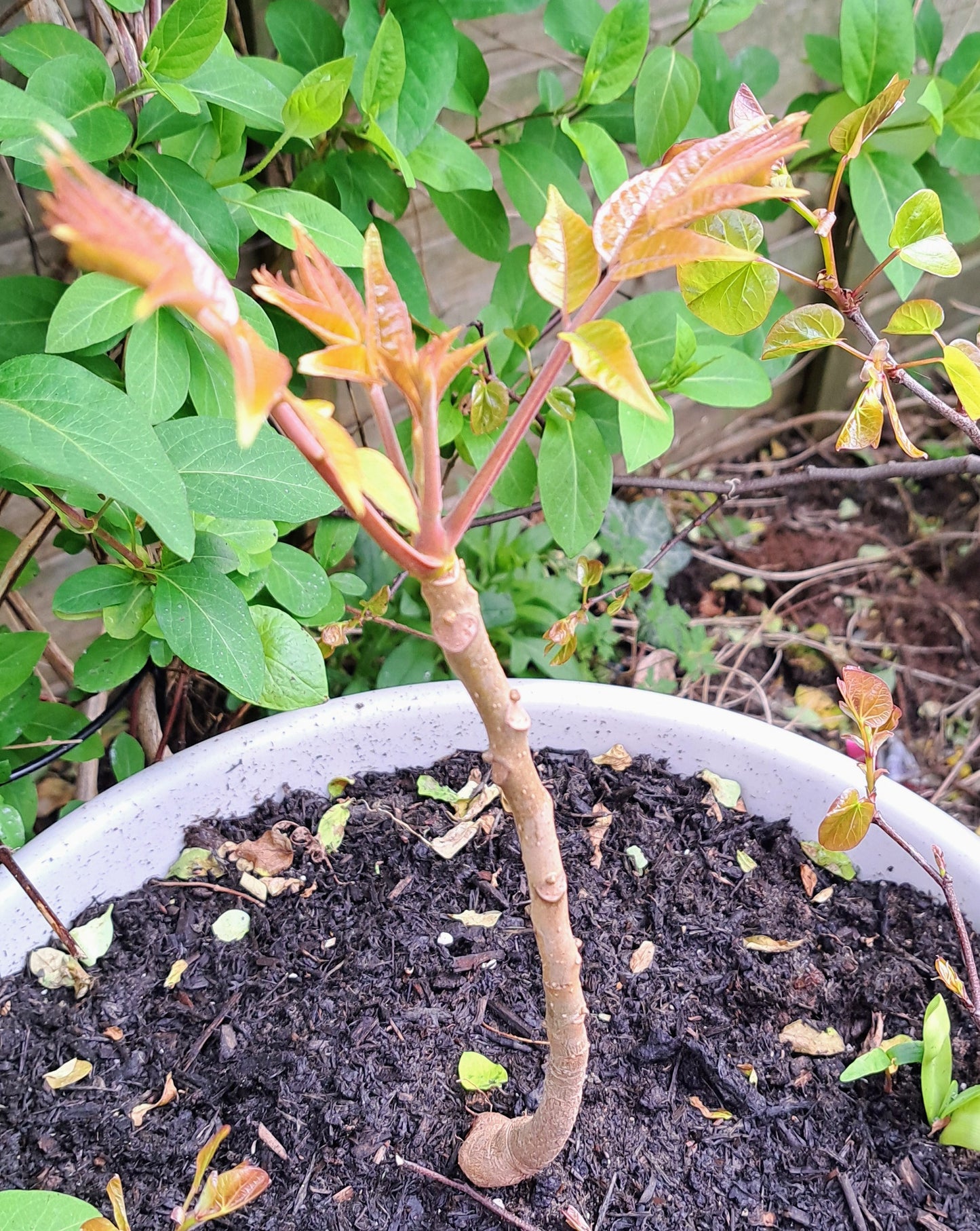 Chinese Mahogany - Toona Sinensis with Edible Spring Shoots
