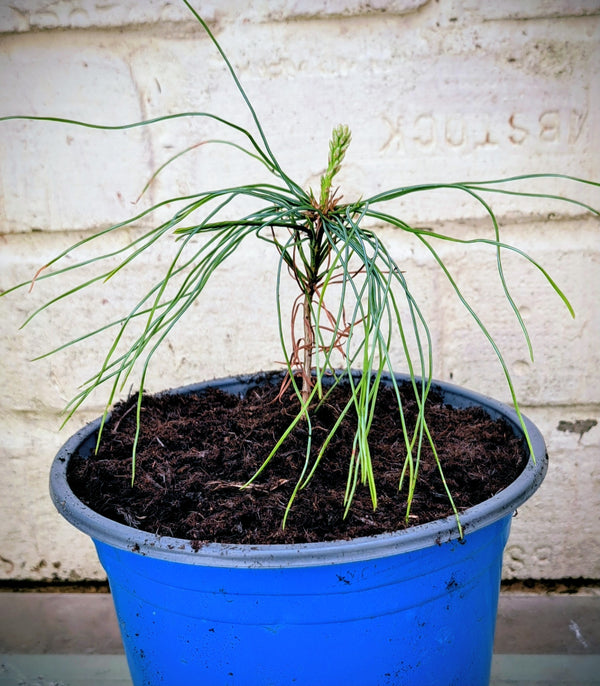 Bhutan Pine - Pinus Wallichiana