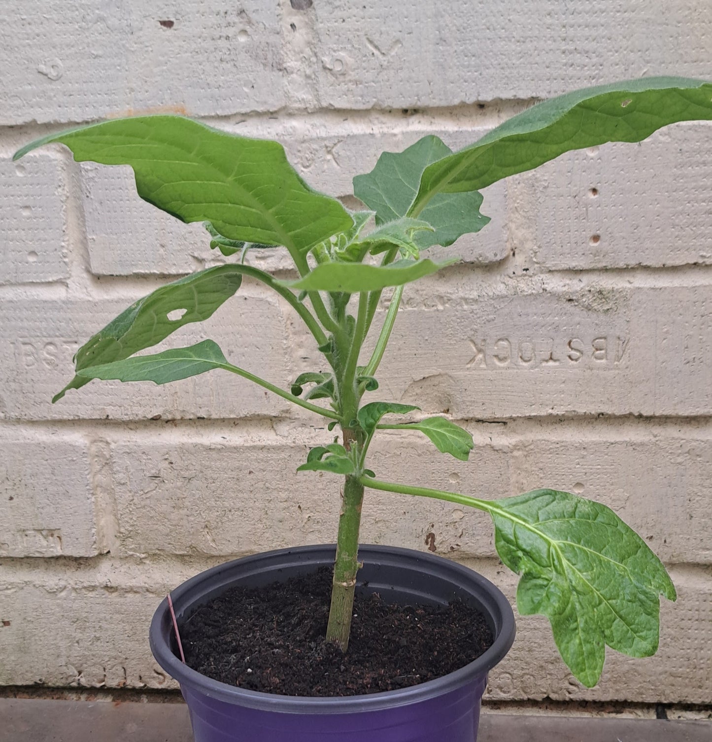 Brugmansia (Angel's Trumpet) - Exotic Fragrant Flowering Shrub