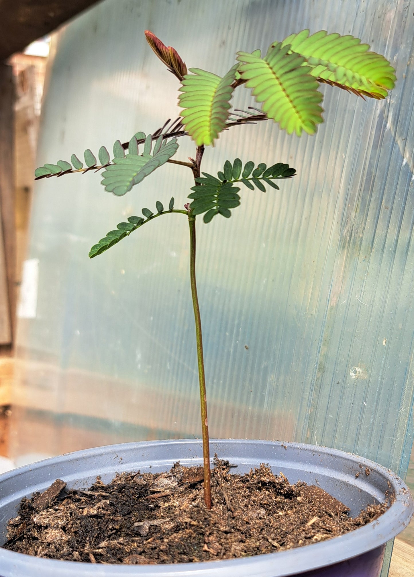 Albizzia Lophantha (Cape Wattle)seedling - Fast Growing Tree