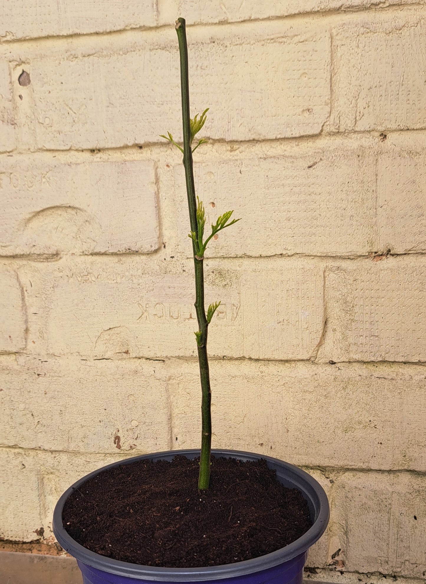 Persian Lilac Tree (Melia Azedarach) - Fast-Growing Ornamental | Akplants