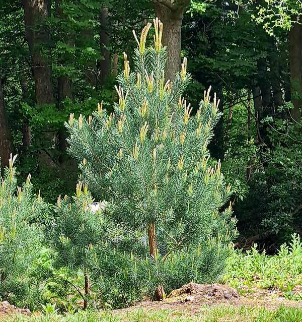 Scotch Pine Tree Seedling - Pinus Sylvestris | Hardy Evergreen | Akplants