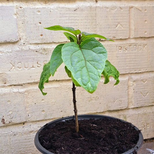 Indian Bean Tree – Catalpa bignonioides