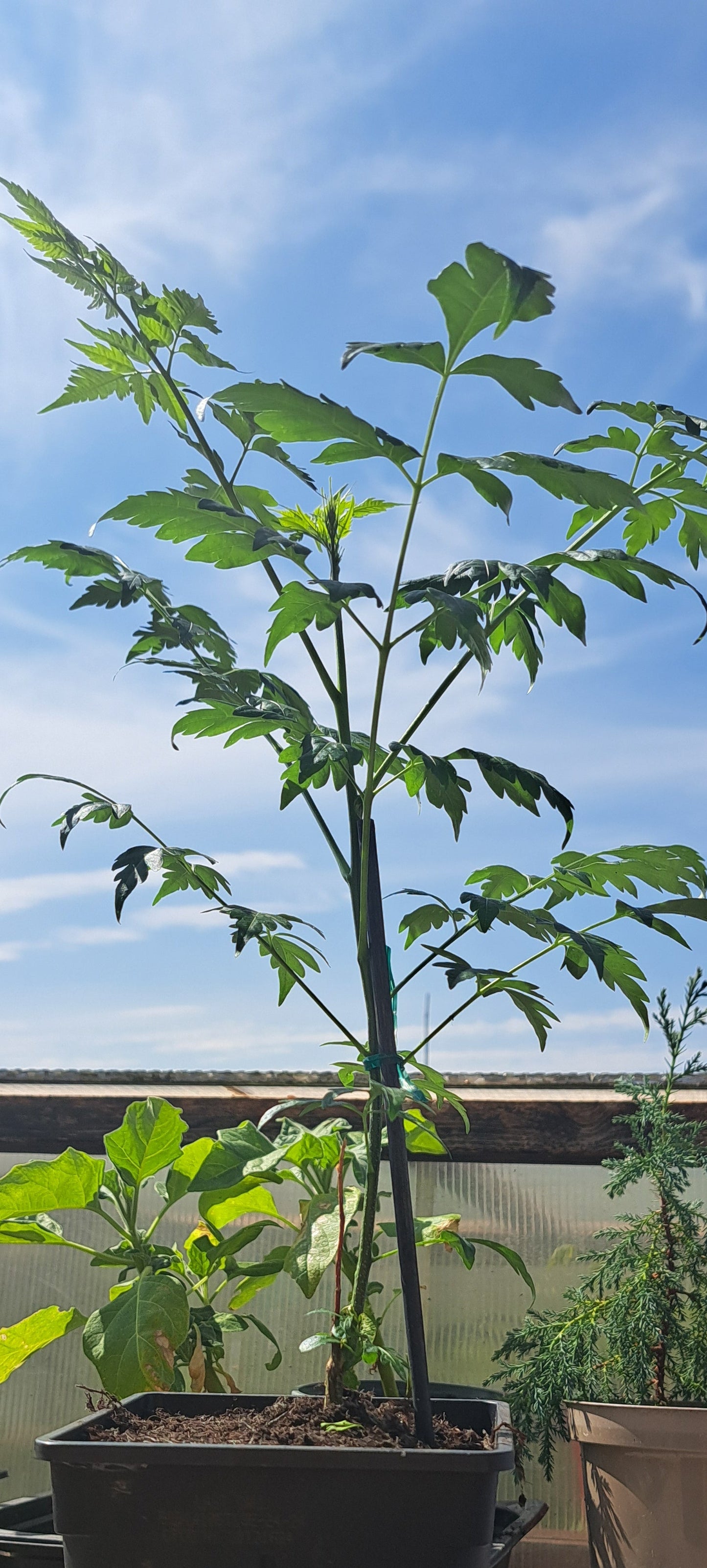A potted young Persian Lilac with multiple stems and leafy branches, shown outdoors in a black plastic nursery pot against a blue sky. 