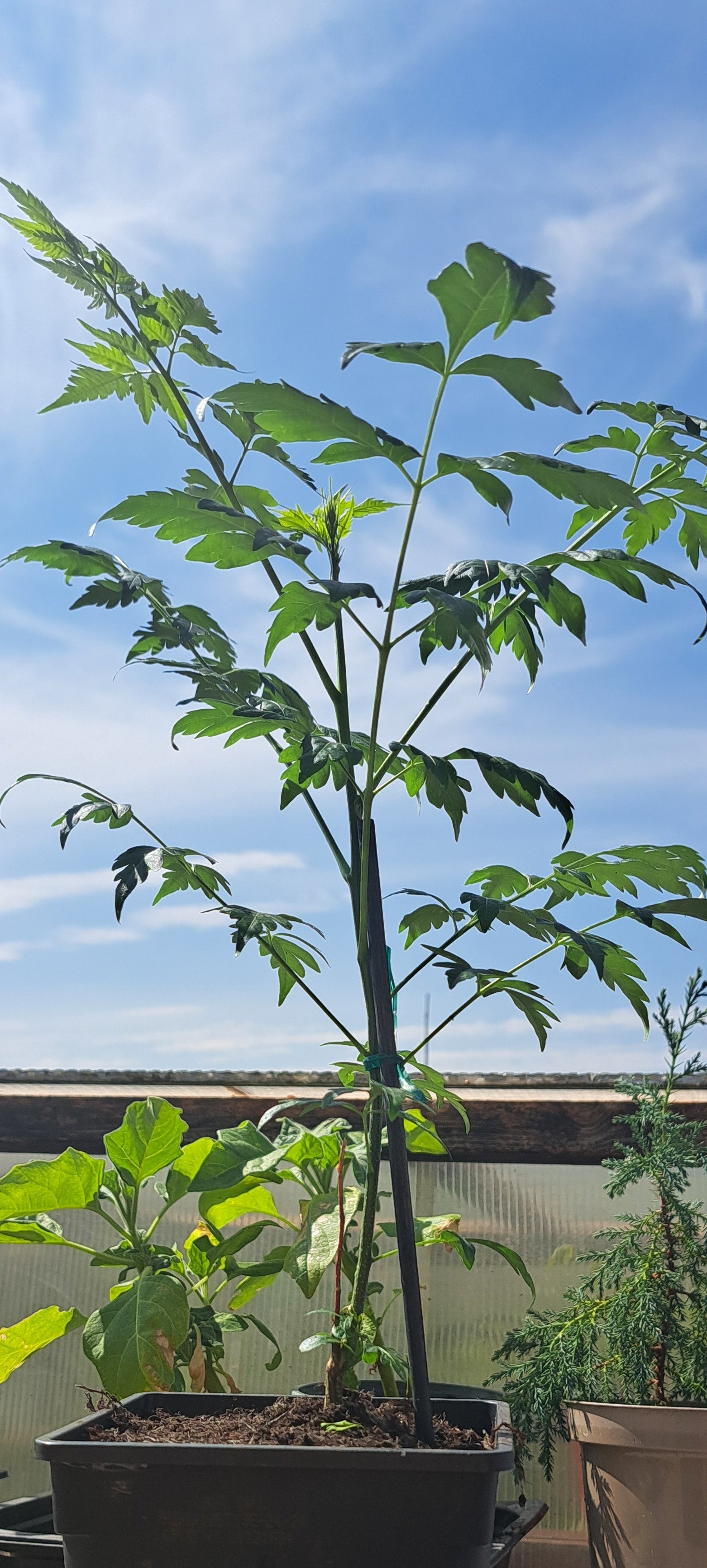 A potted young Persian Lilac with multiple stems and leafy branches, shown outdoors in a black plastic nursery pot against a blue sky. 