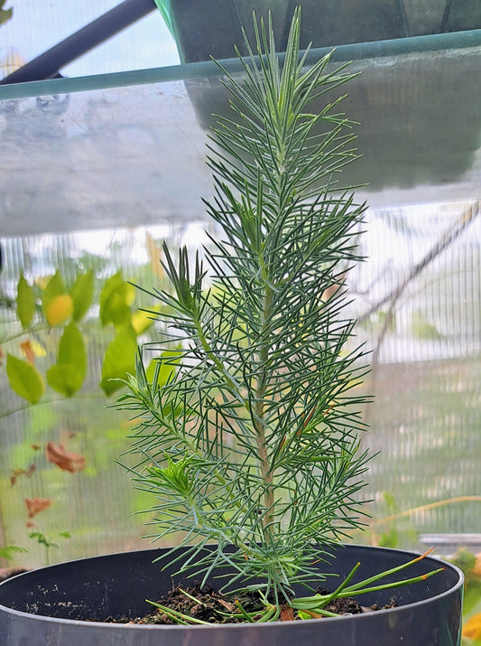 A young evergreen tree or shrub with needle-like green foliage in a black nursery pot, photographed in a greenhouse .