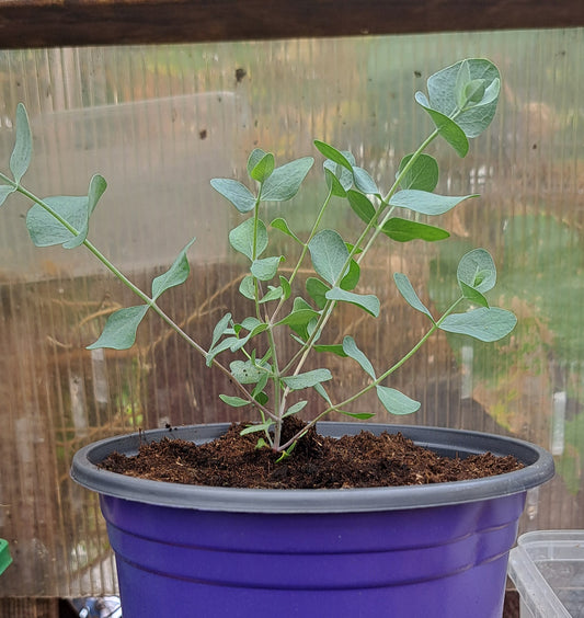 Silver Leaved Mountain Gum Eucalyptus pulverulenta