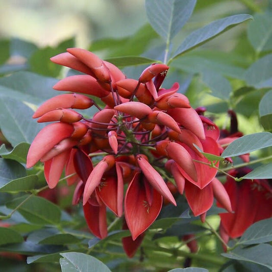 Gift a Tree — Akplants Gift Card
