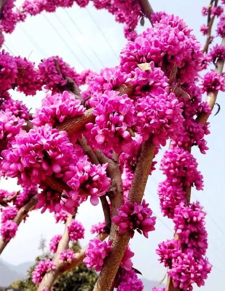 Chinese Redbud