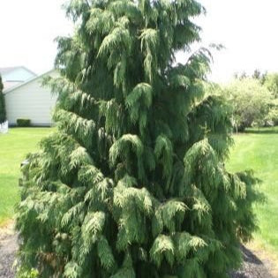 Chinese Weeping Cypress