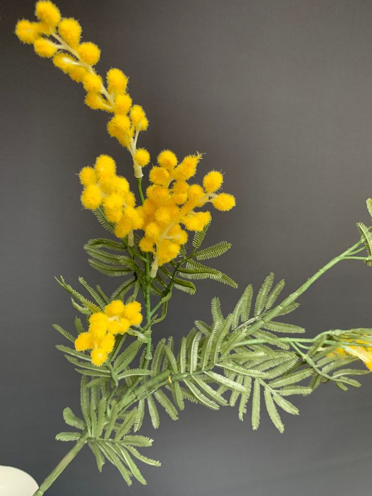 Acacia Dealbata (Silver Wattle) seedling - Hardy Mimosa Tree