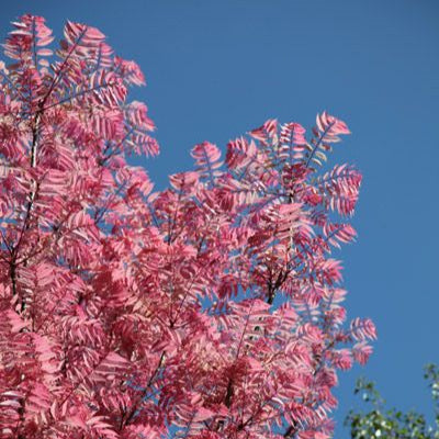 Chinese Mahogany - Toona Sinensis with Edible Spring Shoots
