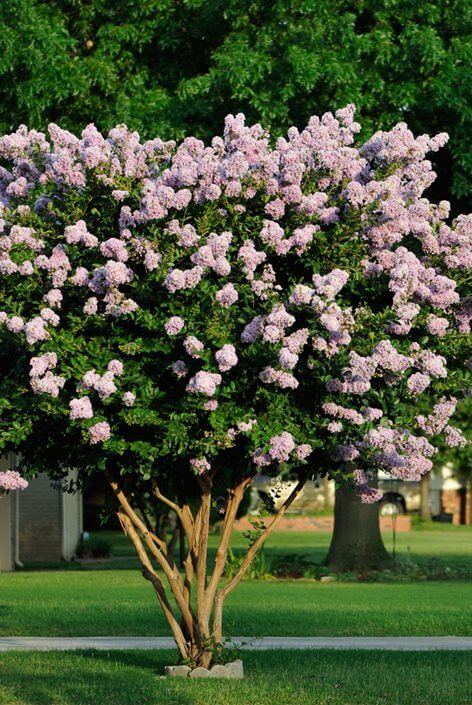 Lagerstroemia - Crape Myrtle