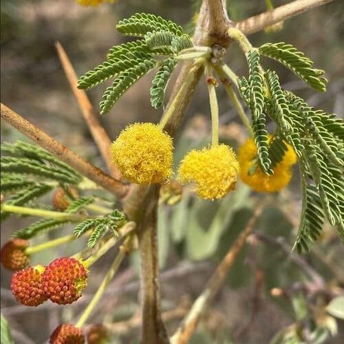 Acacia Arabica (Vachellia nilotica)