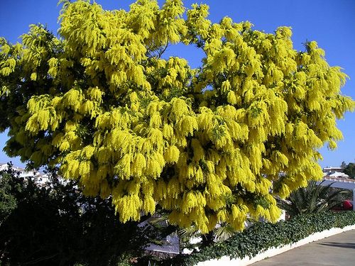 Acacia Dealbata Akplants
