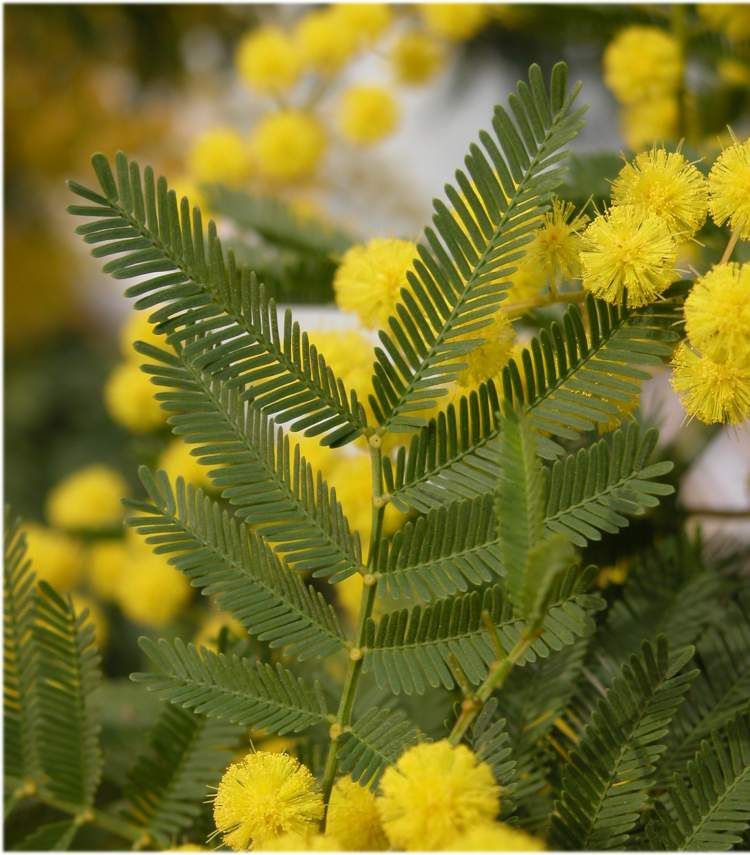 Close up of yellow Dealbata flowers