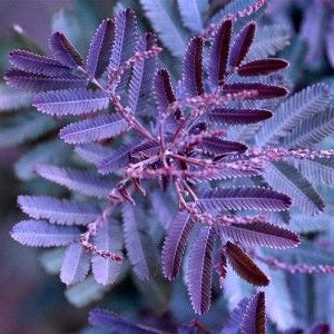 Acacia Baileyana