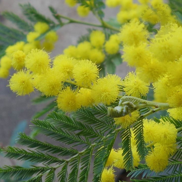 Acacia Dealbata Akplants