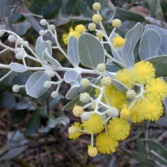 Queensland Silver Wattle