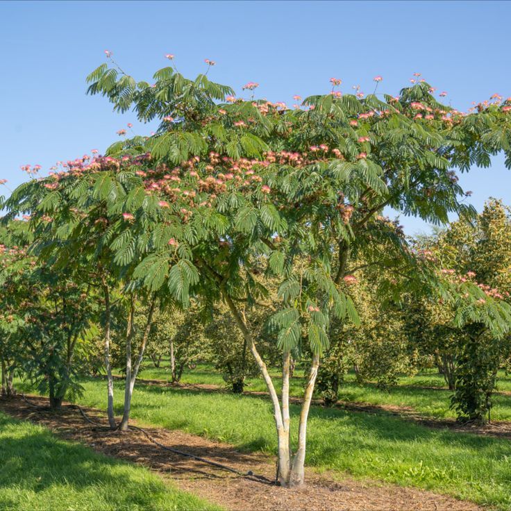 An established Persian Silk Tree
