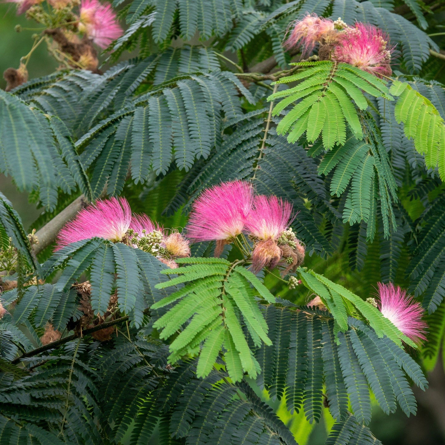 Mimosa Persian Silk