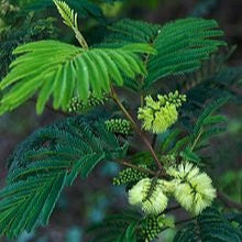 Close-up of green leaves and yellow flowers 