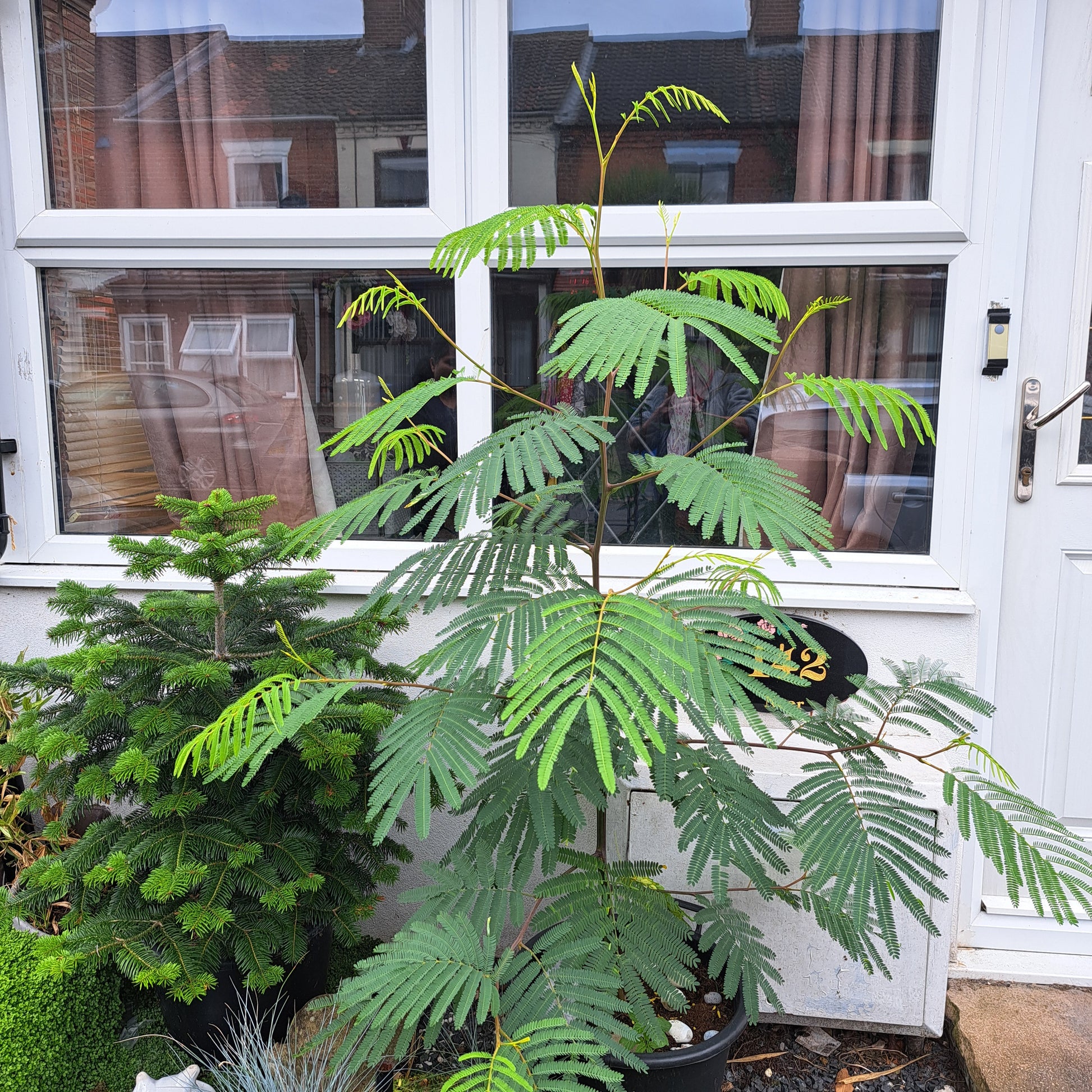 2 year old Lophantha in front of our house