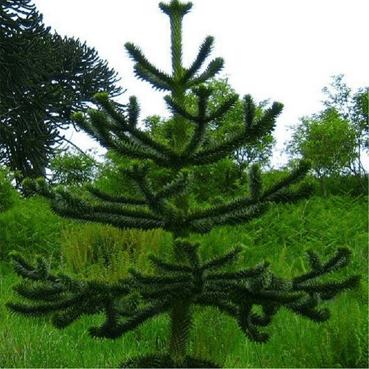Monkey Puzzle Tree (Araucaria araucana) - Hardy Evergreen Conifer | Akplants