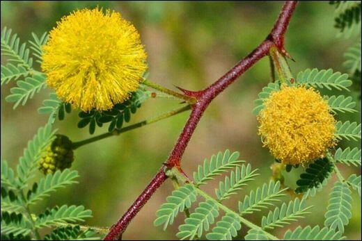 Acacia Arabica (Vachellia nilotica)