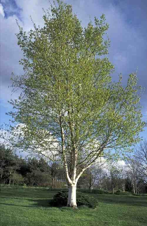 Silver Birch