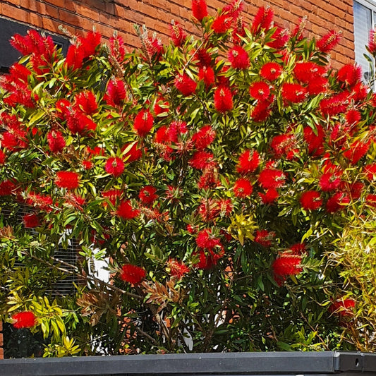 A well established Bottlebrush Citrinus
